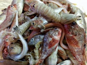 Arenques fermentados!  Ojos de animales, Arenque, Mar baltico