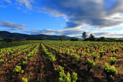 Viñedos de Villafranca del Bierzo